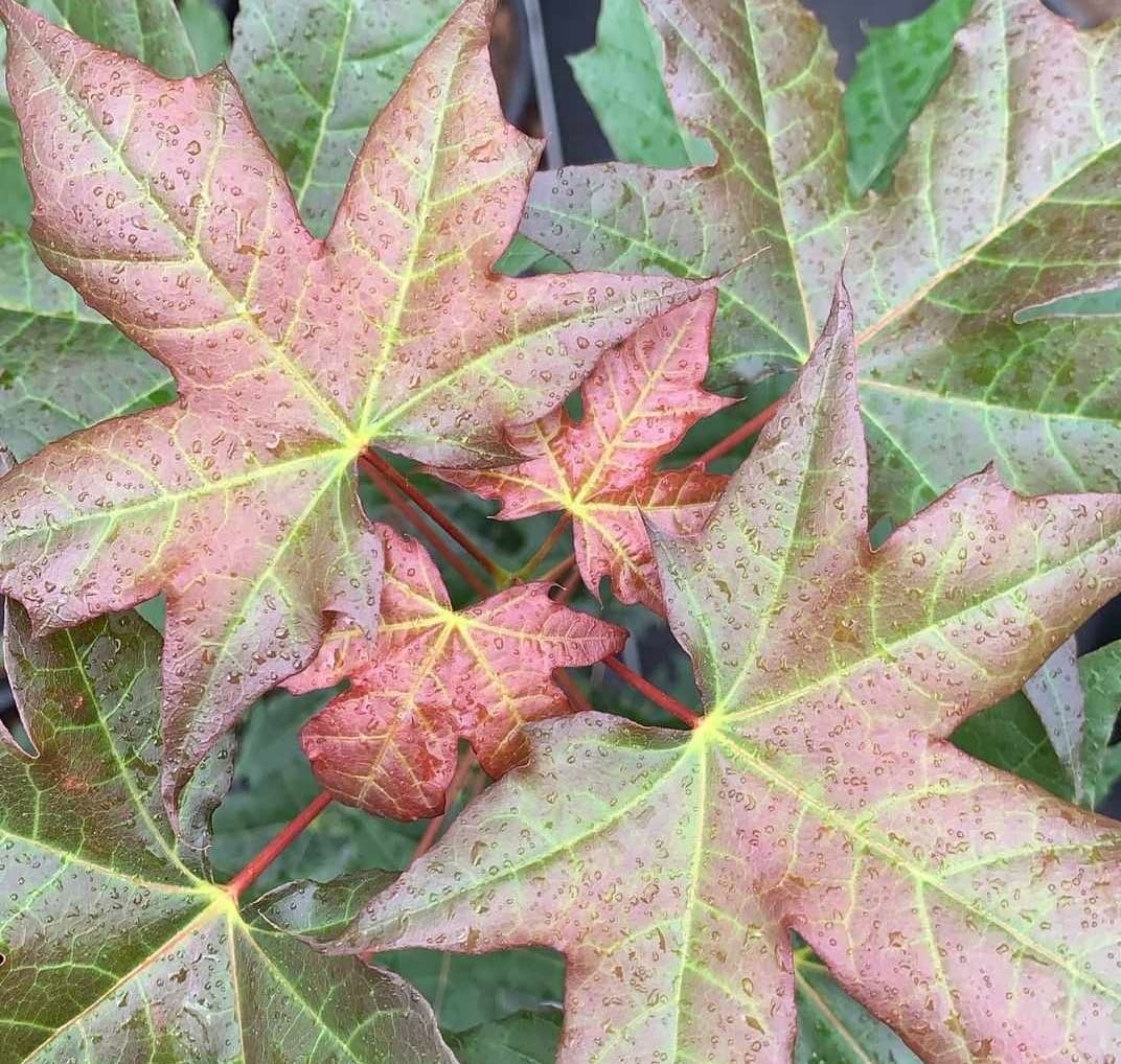 Acer 'Shantung Maple' 8" Pot - Image 3