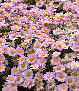 A field of Argyranthemum 'Angelic™ Baby Pink' Daisy 6" Pot, displaying pink and white daisy-like flowers with yellow centers, is in full bloom.