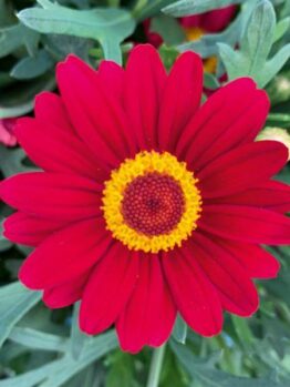 A close-up of an Argyranthemum 'LaRita® Red' Daisy 6'' Pot. The red daisy-like flower with a vibrant yellow center is surrounded by lush green leaves.
