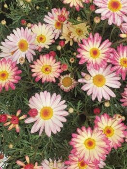 The Argyranthemum 'Larita® Banana Split' Daisy in a 6" pot features pink and yellow blooms with lush green foliage, offering a delightful display.