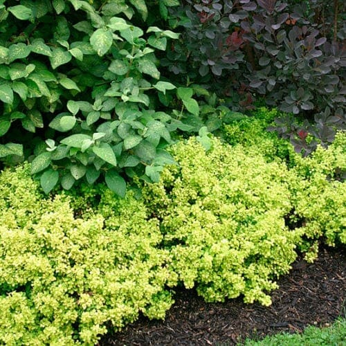 A garden bed with various types of greenery including light green bushes, dark green leaves, and dark purple foliage in the background features the vibrant Berberis 'Gold Nugget™' Japanese Barberry 8'' Pot.