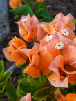 Vibrant orange bougainvillea flowers in full bloom contrast beautifully with green leaves and the dark pink hues of a nearby Gaura BELLEZA® 'Dark Pink' Butterfly Bush.