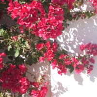 Gaura BELLEZA® 'Dark Pink' Butterfly Bush with vibrant blooms and green leaves casts shadows against a white wall in the bright sunlight.