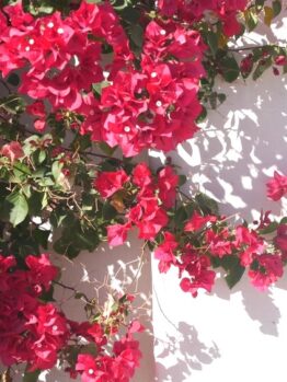 Gaura BELLEZA® 'Dark Pink' Butterfly Bush with vibrant blooms and green leaves casts shadows against a white wall in the bright sunlight.