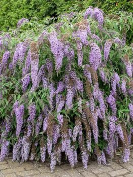A dense bush covered in cascading clusters of small, light purple flowers, with green foliage, sits next to a paved area and green hedges on Wisteria Lane. This charming plant, the Buddleja 'Wisteria Lane' 6" Pot, adds vibrant color and life to any garden space.