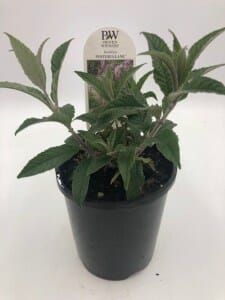 A small potted plant with green leaves, labeled "PW Proven Winners Proven Selections" and "Buddleja 'Wisteria Lane' 6" Pot." The label includes an image of the Buddleja in bloom and appears to be in a black 6" pot.