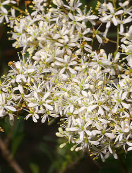Close-up view of numerous small white flowers clustered together on a Bursaria 'Sweet Bursaria' shrub, with green leaves in the background.