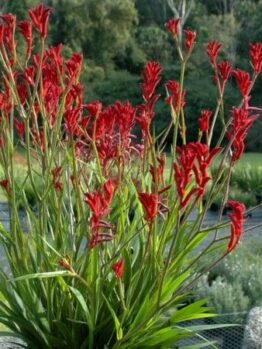 A cluster of tall, Anigozanthos 'Bush Ballad™' Kangaroo Paw 6" Pot flowers bloom amidst green foliage, set against a backdrop of garden greenery and distant trees, creating a scene worthy of a bush ballad.