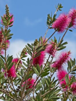 callistemon hybrid Burgundy Bottle Brush flowers growing with green leaves and blue sky in australian garden