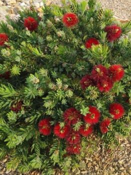 australian native bottle brush small round compact Callistemon viminalis Green Envy shrub