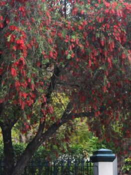 callistemon viminalis Hannah Ray Bottle Brush tree australian native tree with weeping foliage and bright red fluffy flowers