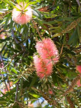 Callistemon viminalis Pink Champagne Bottle Brush soft pink fluffy flowers on australian native bottle brush shrub or tree