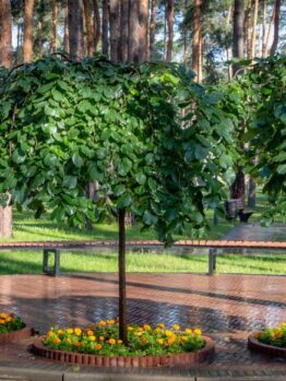 Three small trees with dense canopies stand in a row, each surrounded by circular flower beds planted with Santolina 'Cotton Lavender' and bright orange blooms, set within a park featuring tall pine trees in the background.