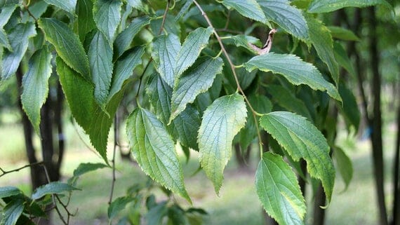 Close-up of green leaves on a Celtis 'European Nettle Tree' branch, with a blurred background of other trees and greenery.