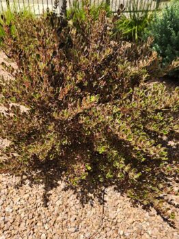 Coprosma repens Evening Glow Mirror bush growing on gravel dirt glossy green yellow and pink foliage