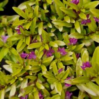 Cuphea 'Golden Ruby' is a green leafy plant with small purple flowers throughout its foliage, adding vibrant color and charm to any garden.