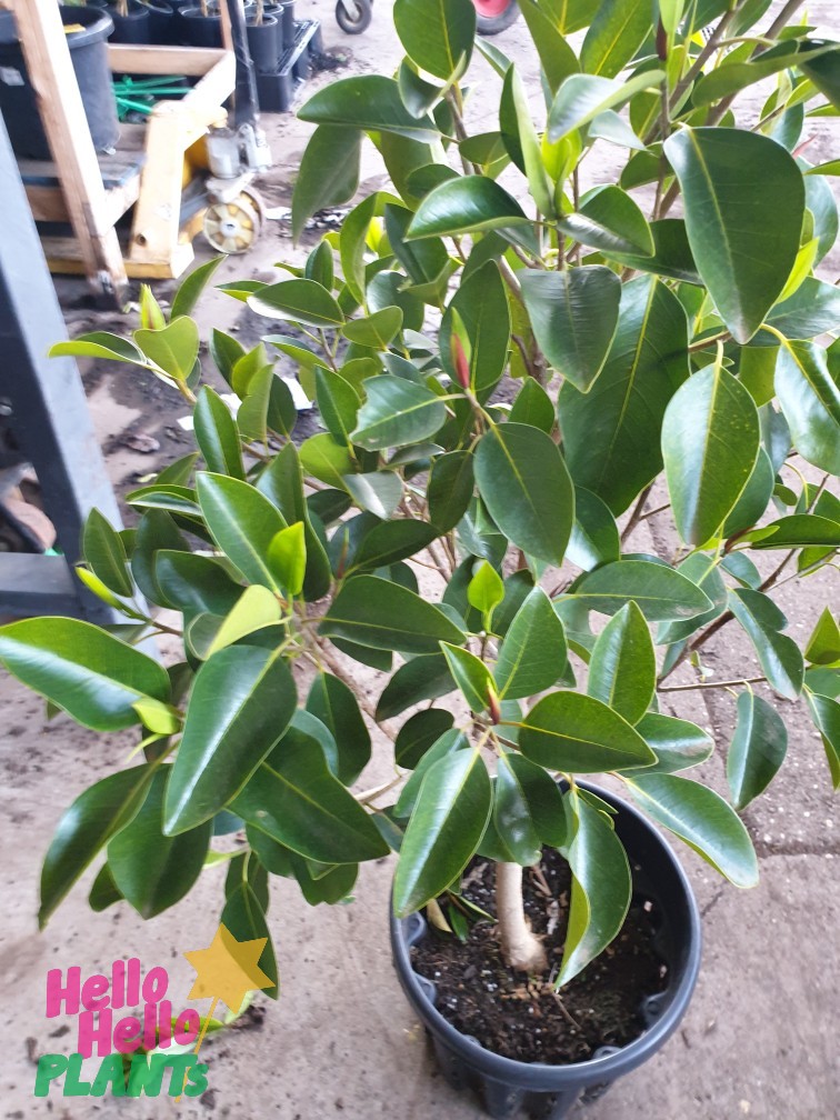 ficus rubiginosa port jackson fig tree green evergreen foliage leaves hello hello plants