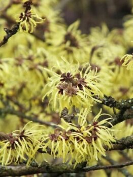 Close-up of a witch hazel tree branch, known as Hamamelis 'Witch Hazel' Yellow 13" Pot, with clusters of yellow flowers and thin, curly petals.