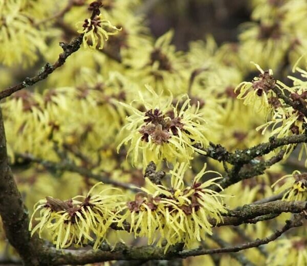 Close-up of a witch hazel tree branch, known as Hamamelis 'Witch Hazel' Yellow 13" Pot, with clusters of yellow flowers and thin, curly petals.