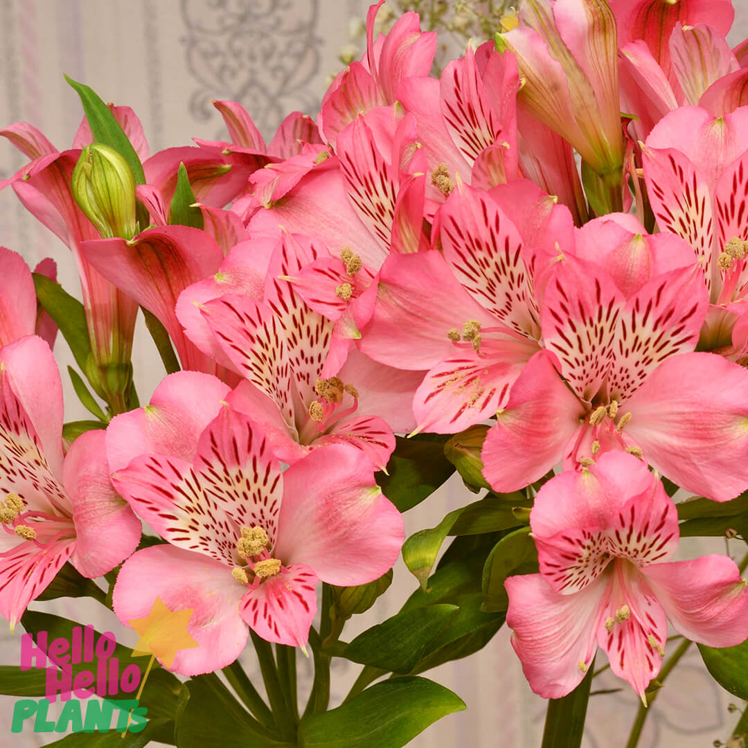 Alstroemeria 'Eliane' Princess Variety - Image 2