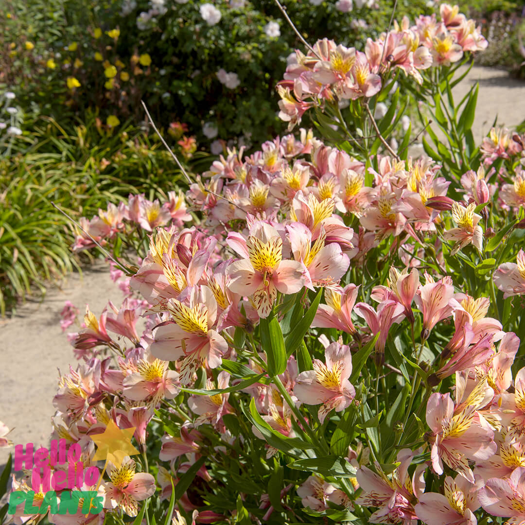 Alstroemeria 'Inca Husky' Peruvian Lily 6" Pot - Image 3