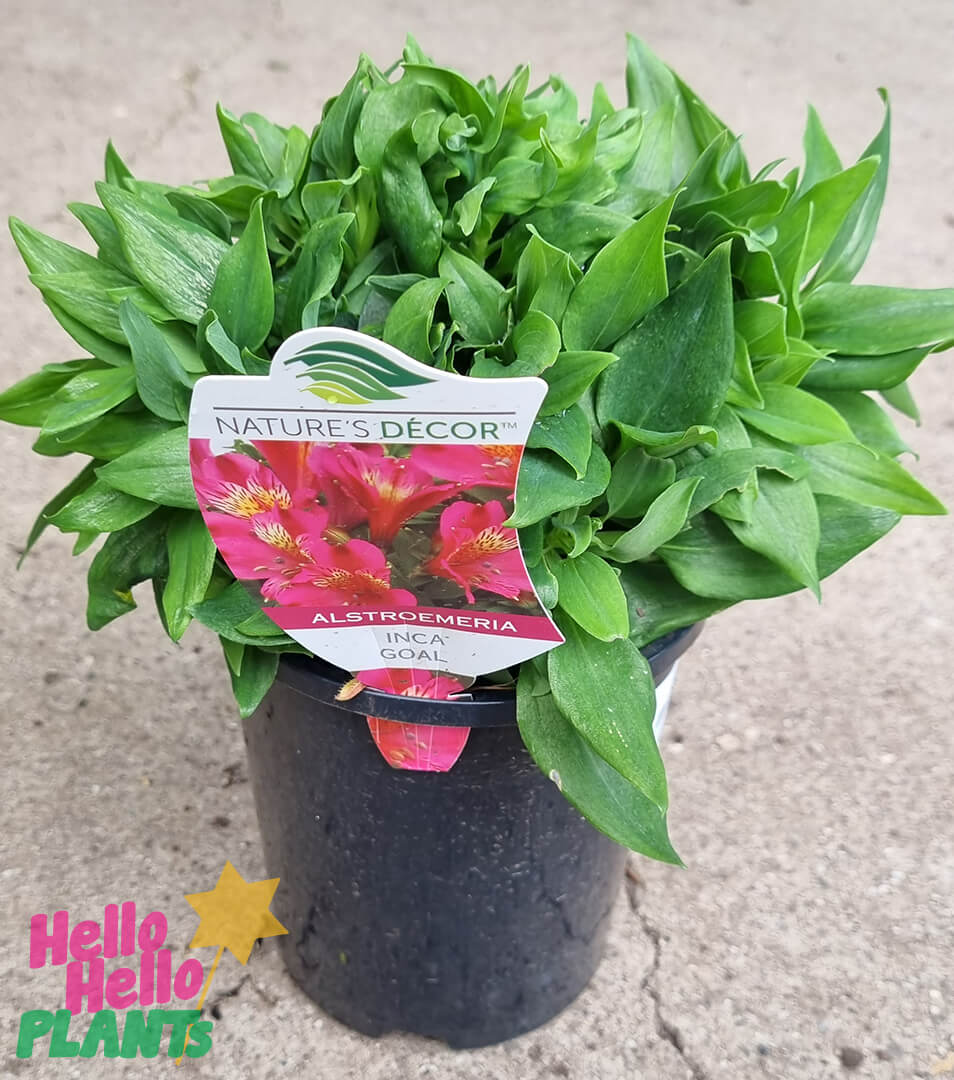 Alstroemeria 'Inca Goal' Peruvian Lily 6" Pot - Image 2