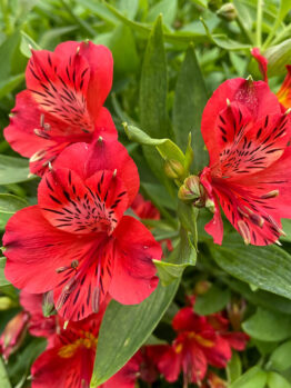 Hello Hello Plants NL Alstroemeria ‘Inca Fire’ Peruvian Lily flower