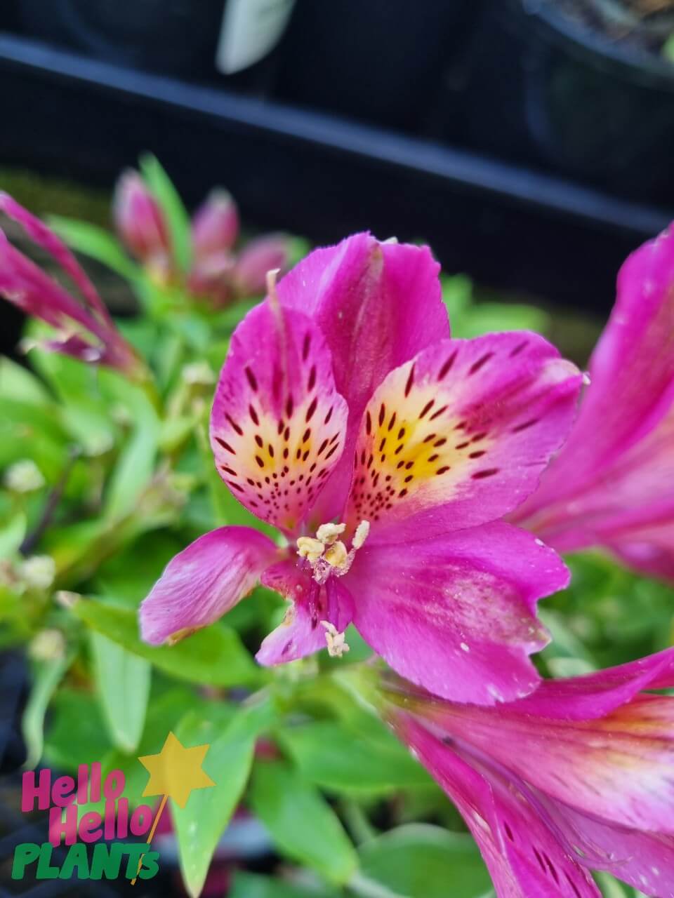 Alstroemeria 'Inca Goal' Peruvian Lily 6" Pot - Image 3