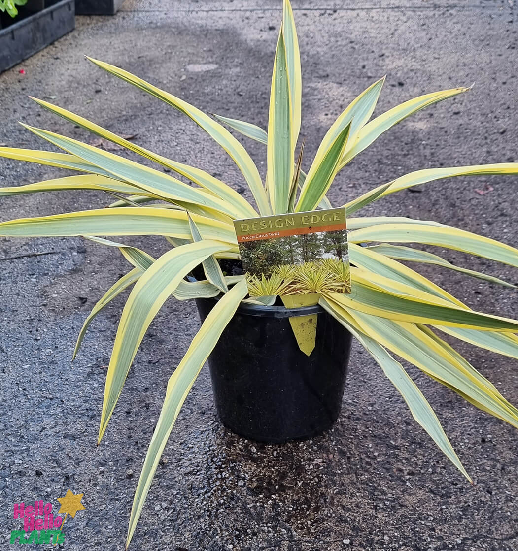 Yucca 'Citrus Twist' 8" Pot - Image 3