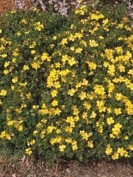 A dense bush with small, bright yellow flowers and dark green leaves sits gracefully in the garden, harmonizing with the nearby Gaura BELLEZA® 'Dark Pink' Butterfly Bush.