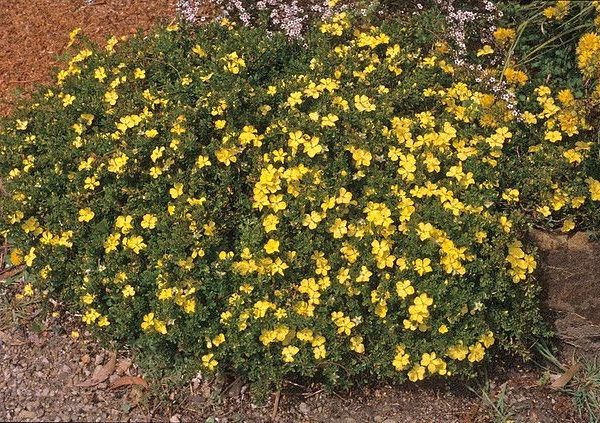 A dense bush with small, bright yellow flowers and dark green leaves sits gracefully in the garden, harmonizing with the nearby Gaura BELLEZA® 'Dark Pink' Butterfly Bush.