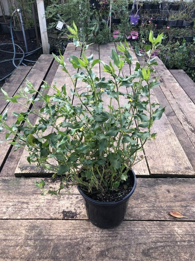 A potted Goodenia ovata 'Hop Goodenia' 8" Pot with elongated leaves sits on a wooden surface outdoors. The black plastic 8" pot contrasts with the weathered wood. Garden supplies and other Goodenia ovata plants are visible in the background.