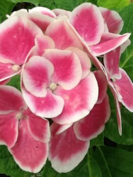 Close-up of a partially opened Hydrangea 'Saturn' bloom with pink petals edged in white, surrounded by green leaves, resembling the enchanting rings of Saturn.