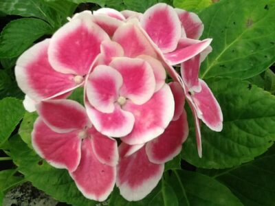 Close-up of a partially opened Hydrangea 'Saturn' bloom with pink petals edged in white, surrounded by green leaves, resembling the enchanting rings of Saturn.
