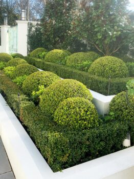 A well-manicured garden with Buxus 'Japanese Box' Topiary Ball 12" Pot and rectangular hedges, enclosed in white planters. There are large potted plants on the right and two lanterns above the wall in the background.