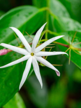 A white star-shaped flower with eight petals is framed by lush green leaves and accompanied by two dark pink buds, reminiscent of the Gaura BELLEZA®'Dark Pink' Butterfly Bush.