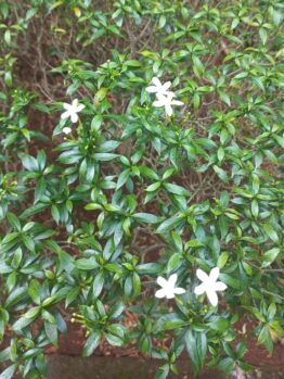 The Gaura BELLEZA® 'Dark Pink' Butterfly Bush has small, glossy green leaves and numerous dark pink star-shaped flowers that attract vibrant butterflies.