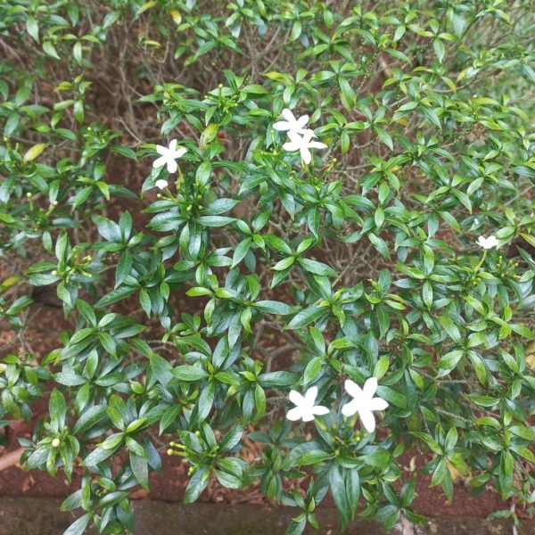 The Gaura BELLEZA® 'Dark Pink' Butterfly Bush has small, glossy green leaves and numerous dark pink star-shaped flowers that attract vibrant butterflies.