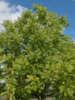 A majestic Juglans nigra 'Black Walnut' tree with lush foliage stands against a blue sky with scattered clouds.