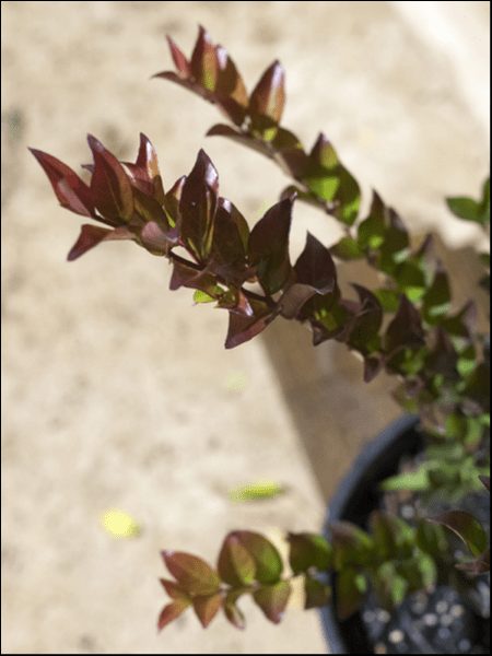 A close-up of a Lagerstroemia 'Enduring Summer Red' Crepe Myrtle 6" Pot with red-tinged leaves in a black pot, set against a neutral background.