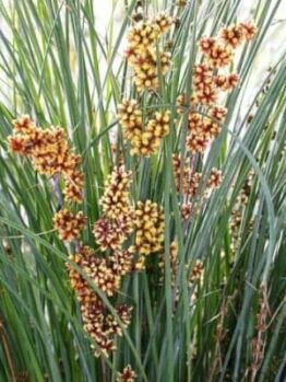Clusters of vibrant orange and yellow Lomandra 'Seascape' flowers create a stunning scene amidst tall green grass, adding a touch of coastal beauty and nature's artistry to any landscape.