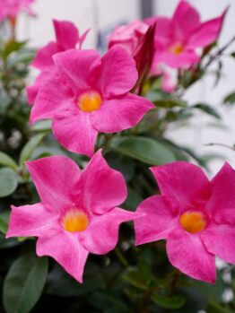 Dark pink flowers with yellow centers and green leaves create a vibrant garden setting, showcasing the delicate Gaura BELLEZA® 'Dark Pink' Butterfly Bush plants.