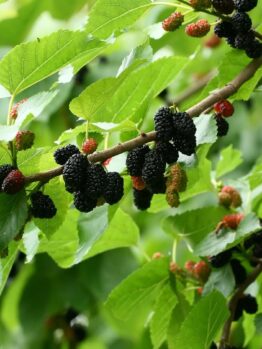 The Morus 'Black' Mulberry in a 10" pot showcases a vibrant mix of green, red, and dark purple berries nestled among lush green leaves, ideal for your garden or patio.