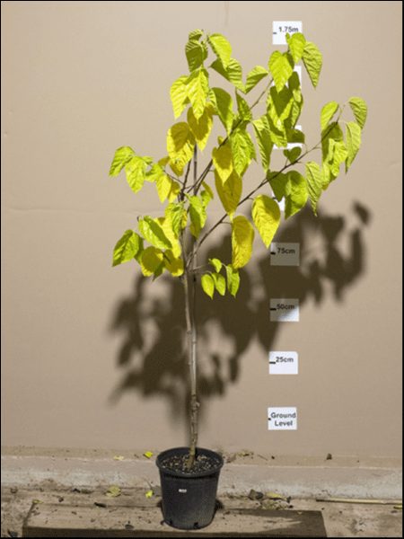 The Morus ‘Black’ Mulberry in a 10" pot, with yellow-green leaves, stands by a wall and height chart up to 1.75m, making it easy to display or move as needed.