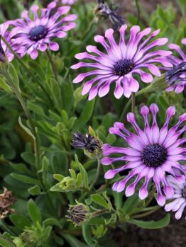 Osteospermum 'Spider Purple' African Daisy