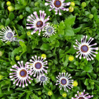 Osteospermum 'Spider White' African Daisy 4" Pot