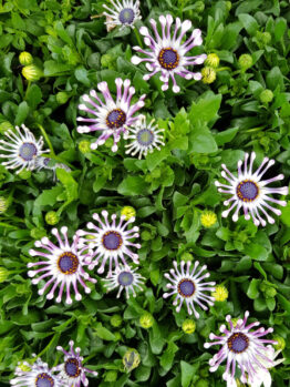 Osteospermum 'Spider White' African Daisy