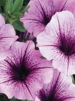 Close-up of several light purple Petunia Supertunia® 'Bordeaux' 6" Pot petunias with dark purple centers and veins, surrounded by green leaves, all nestled in a 6" pot.