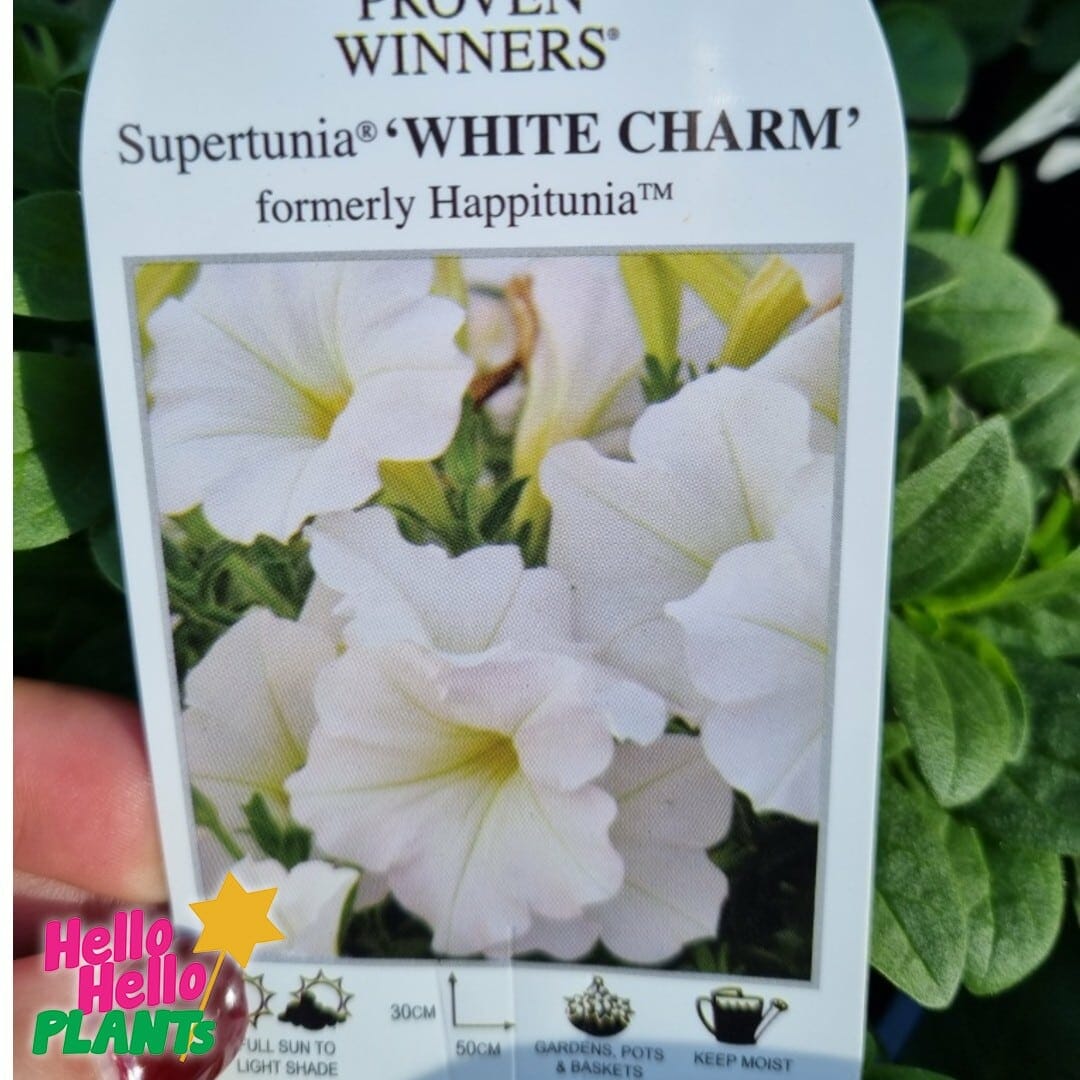 Petunia Supertunia® 'White Charm' 6" Pot - Image 3