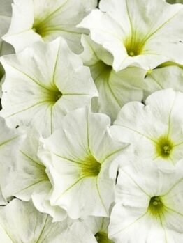 Close-up of several Petunia Supertunia® 'White Charm' 6" Pot with soft, ruffled petals and yellow-green centers.